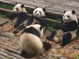 Descubre dónde nace y vive el oso panda símbolo de China