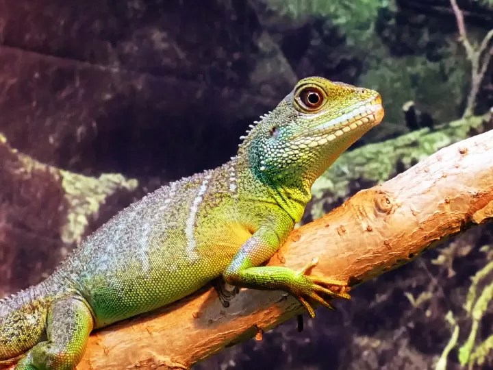 dragones de agua mitológicos