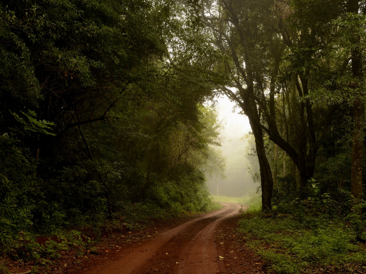 ¿Es perjudicial para el colesterol el bizcocho casero?