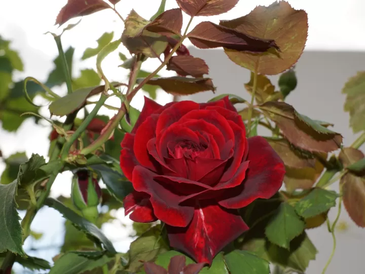 la rosa de pasion resumen