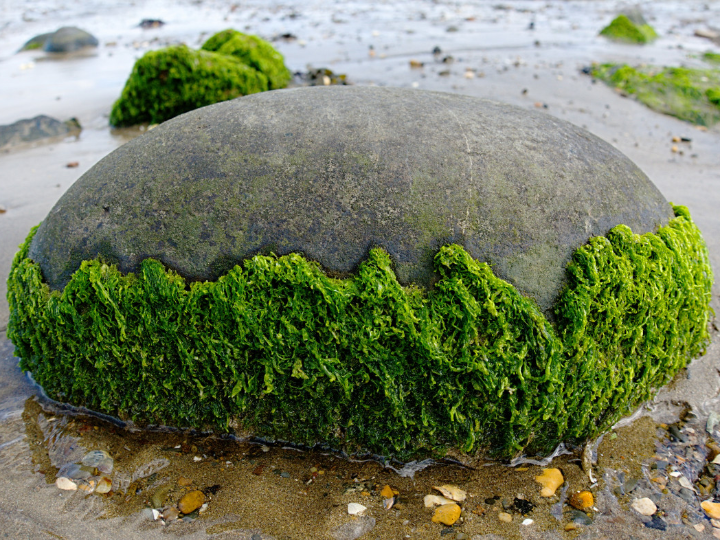 Para qué sirve la envoltura de algas