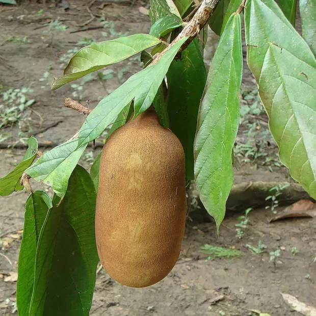 propiedades de los determinantes pdf