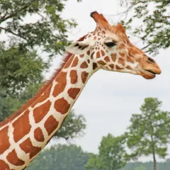 Evolución del cuello largo de la jirafa según Darwin y Wallace